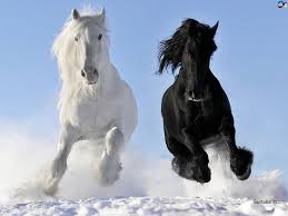 black and white shires